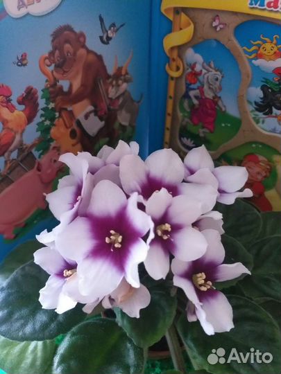 Детки сортовых фиалок,листовые черенки