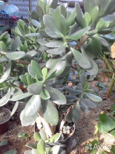 Денежное дерево