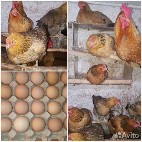 Инкубационное яйцо породы Кучинская Юбилейная