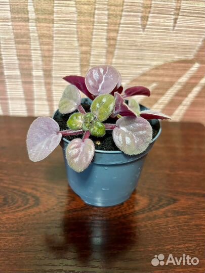Сингониум Панда, толстянка, фиалка