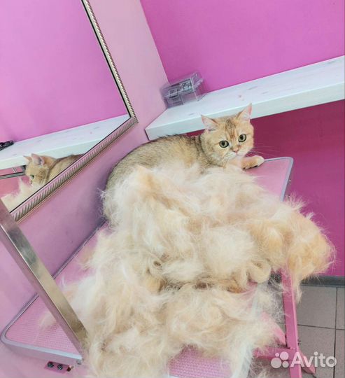 Стрижка собак и кошек. грумер. груминг