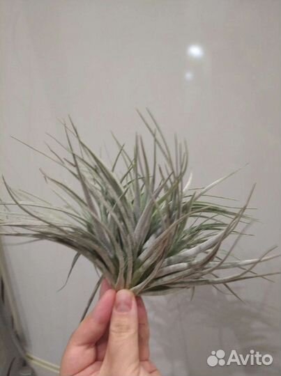 Тилландсия