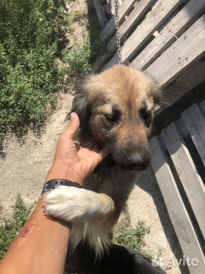 Собака по кличке гресси