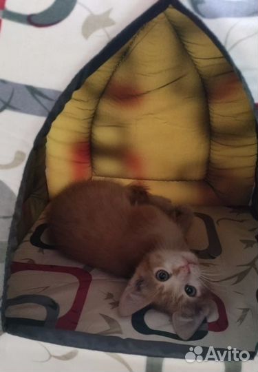 Два братика рыжего цвета в дар