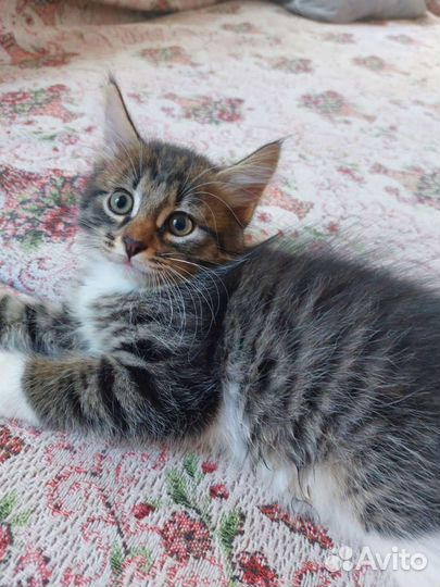 Котята