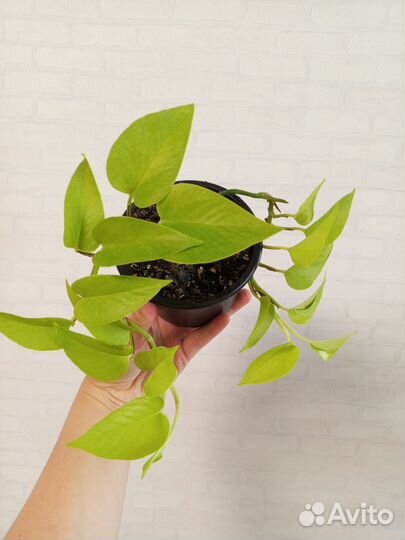 Сциндапсус Неон 2 шт в горшке 0.3 л