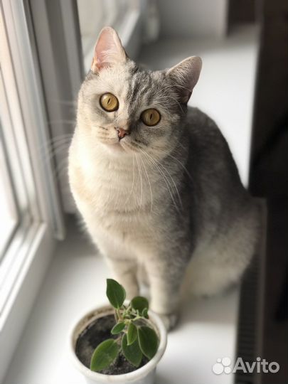 Кошка британская шиншилла