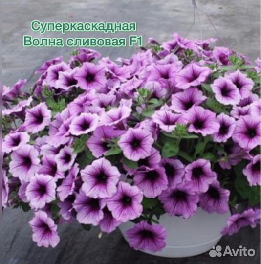 Черенки петунии