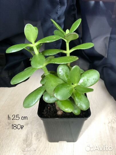 Денежное дерево