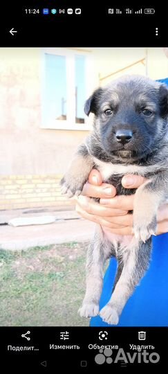 Щенок дворняги