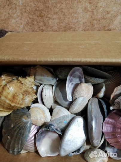 Ракушки и камушки с моря