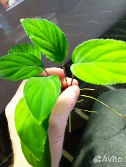 Экзотические растения