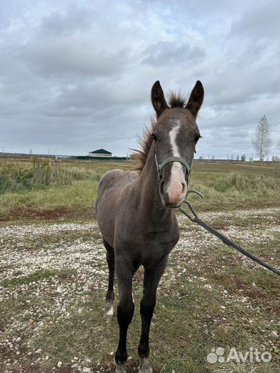 Серый жеребчик 2023
