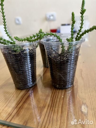 Толстянка плауновидная