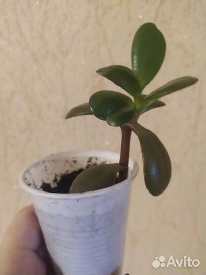 Денежное дерево. Молодило