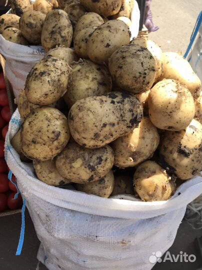Картофель Краснодар
