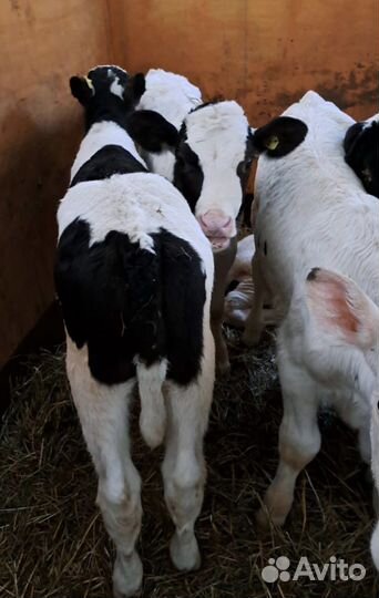 Телята бычки