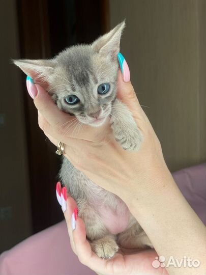 Саванна кошка