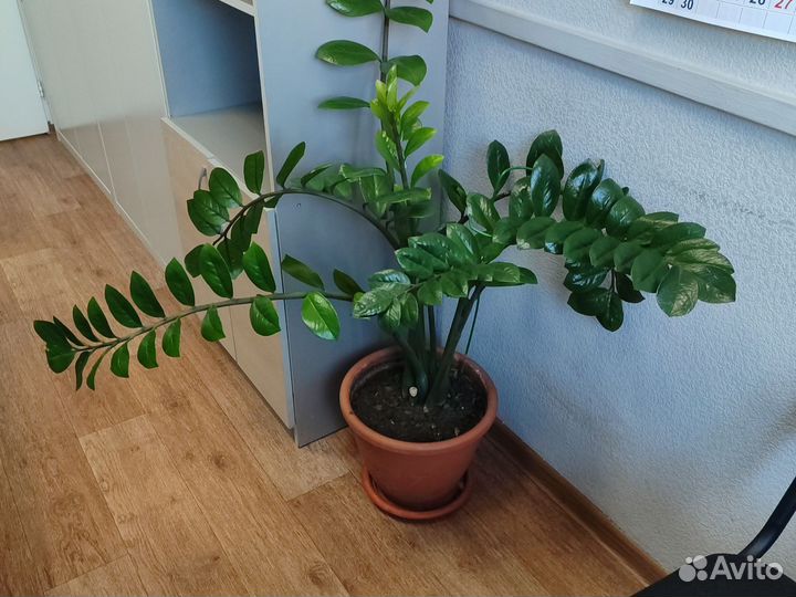 Замиокулькас