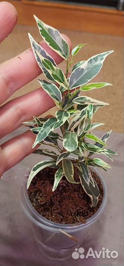 Сортовые фикусы