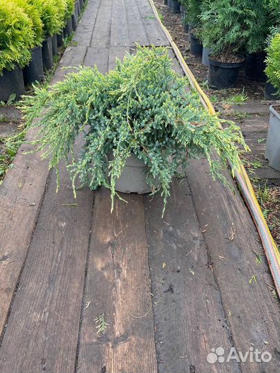 Можжевельники из питомника