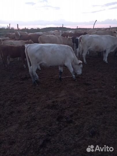 Телки и коровы на мясо