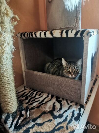 Домик для кошки бу