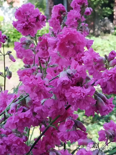 Многолетники для сада цветы