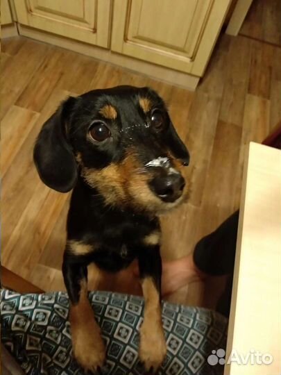 Ищу новых хозяев для собаки