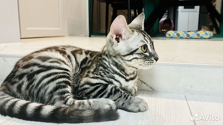 Бенгальская кошка