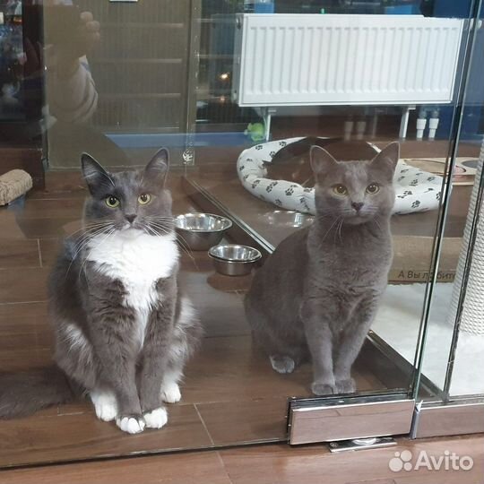 Кошечки сестрички