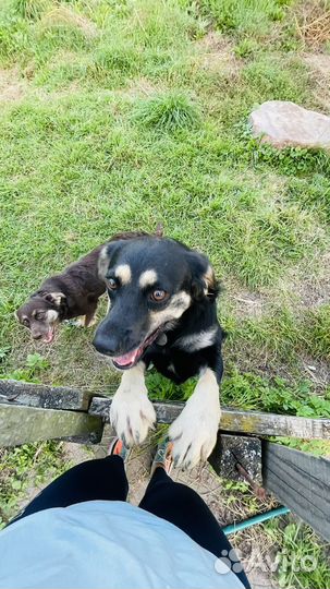 Мини ротвейлер в дар