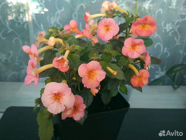 Цветущий комнатный ахименес