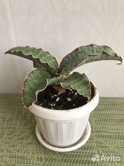 Сансевиерия Кирки Сильвер Блю