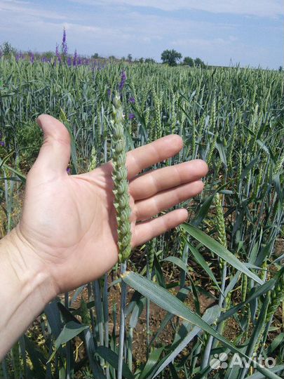 Семена канадской озимой пшеницы