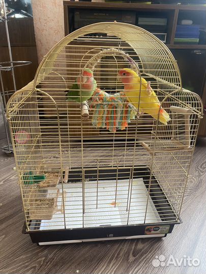 Попугай Неразлучники