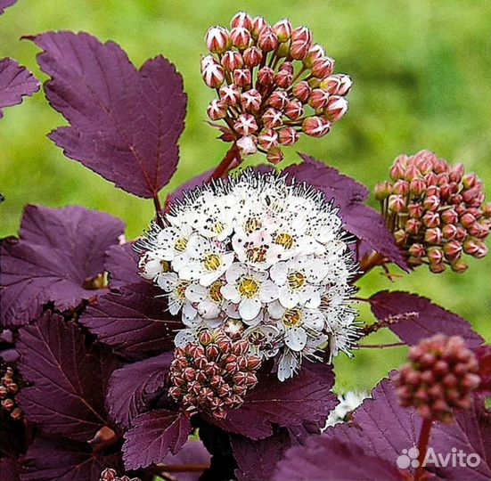 Саженцы пузыреплодника