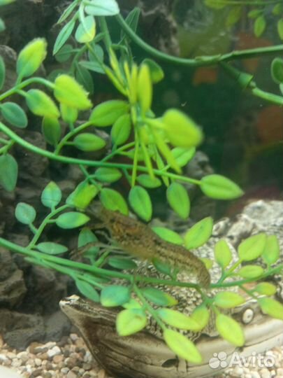 Рак мраморный