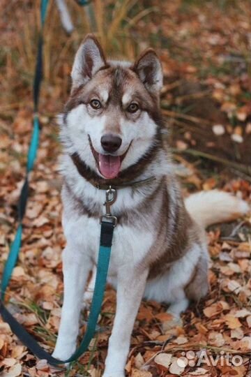 Собака Тайга