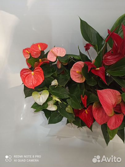 Антуриум микс