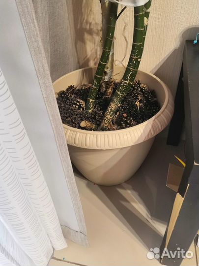 Диффенбахия, комнатное растение 2м высотой