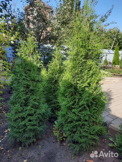 Саженцы туя