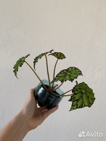 14 растений за 500