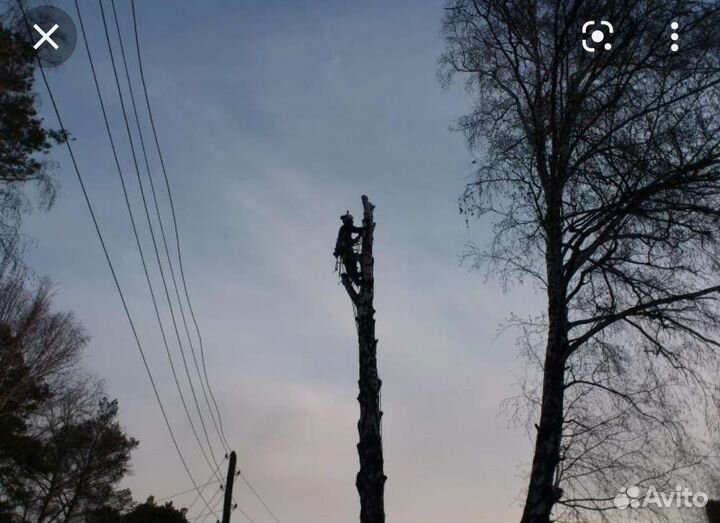 Спил деревьев