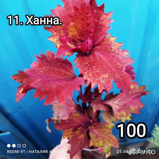 Колеусы вегетативные