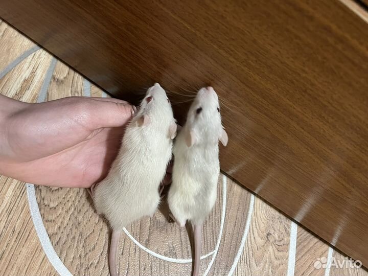 Крыса дамбо