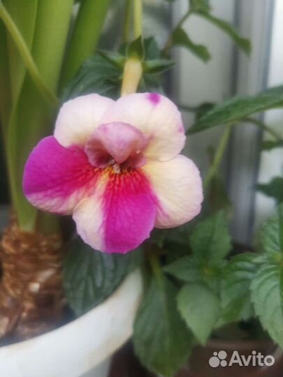 Ахименис пурпле king