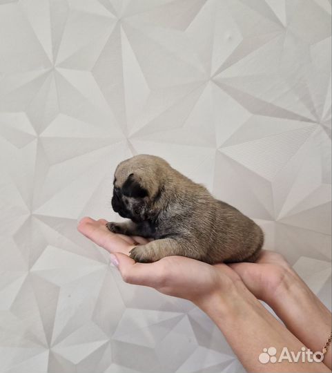 Щенки мопса