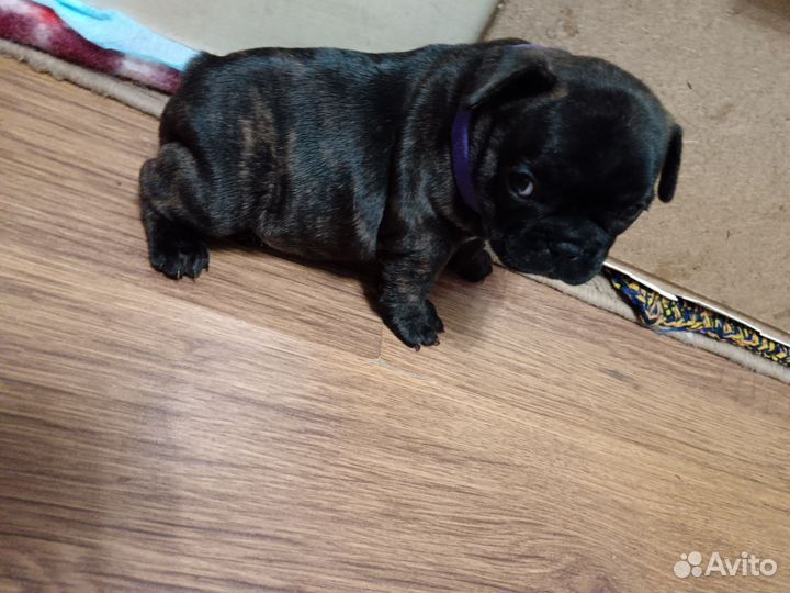 Французский бульдог щенки