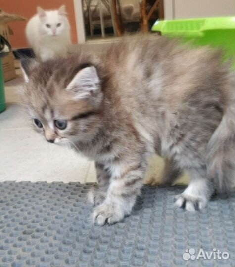 Котята пушистые